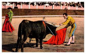 Bull Fighting   After Killing