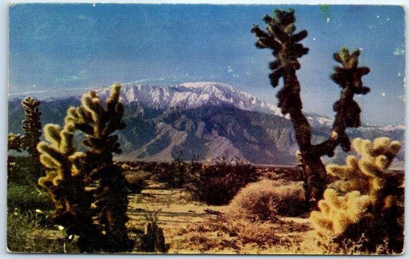 Postcard - Desert Cactus - California