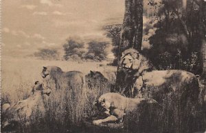 African Lions 1949 