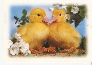 Animals Two duck chicks Modern German PC Size 16 x 11,5 cms