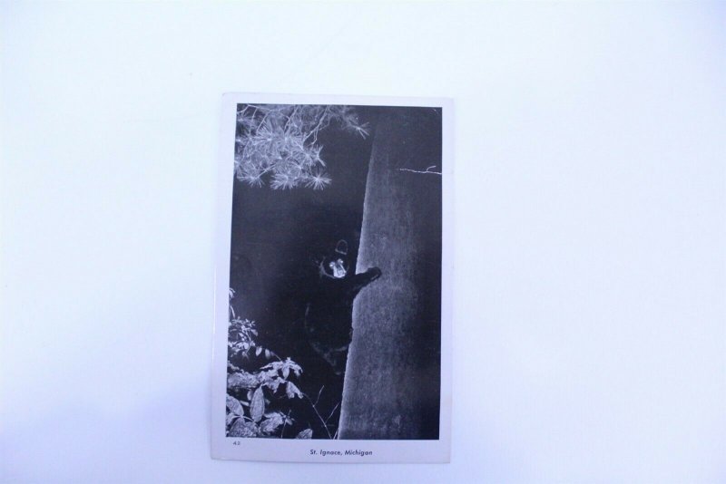 1946 Black & White Photo Postcard St. Ignace, MI Bear Climbing Tree Unposted