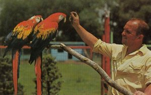 BOWMANVILLE , Ontario, 1950-60s ; Zoo ; Parrots