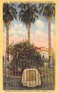 Tree Brought from Bahia, Brazil, in 1873 Riverside California Postcard