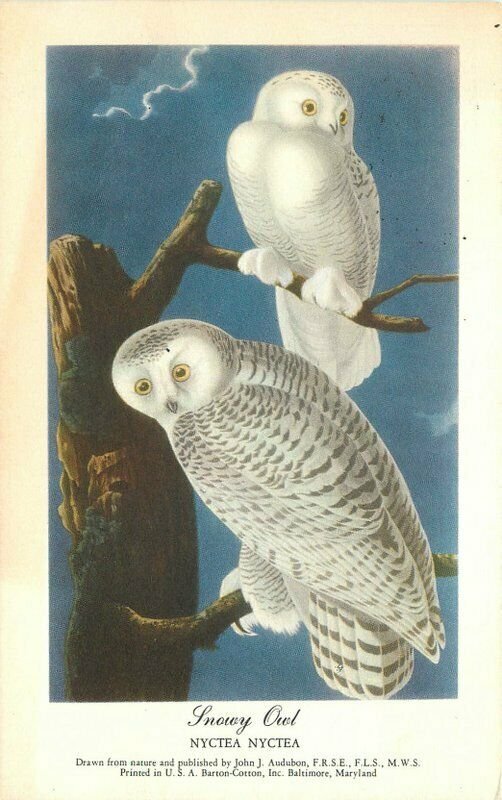 Audubon Barton Cotton 1959 Snowy Owl Nyctea Postcard 10843