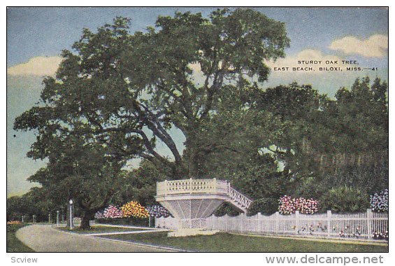 Oak Tree , East Beach , BILOXI , Mississippi , PU-1952