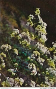 Alaska Flowers Northern Bedstraw