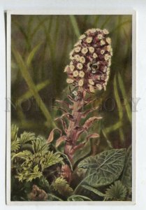 427992 Flower Petasites officinalis Sammelwerk Tobacco Card w/ ADVERTISING