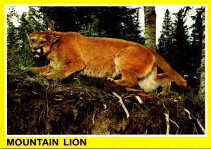 Canada British Columbia Beautiful Cougar Mountain Lion Or Puma