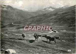 Postcard Modern Valls Andorra Andorra Cows