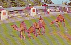 M Circle M Zoo Stuart Virginia