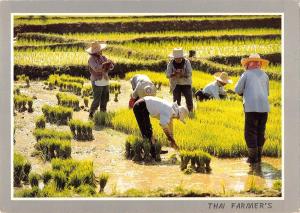 BT12090 Cultivation of the rice in thailand making the tender rice      Thailand