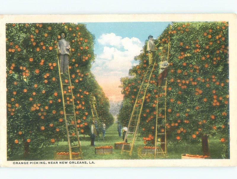 Unused W-Border PICKING ORANGES AT HARVEST TIME New Orleans Louisiana LA E8336