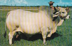 Grand Champion Brahman Bull Emperor Manso 24th Weight 2185 Pounds 3 Years Old...