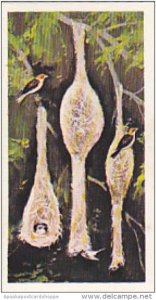 Brooke Bond Vintage Trade Card Wonders Of Wildlife 1976 No 46 Weaver Bird Bir...