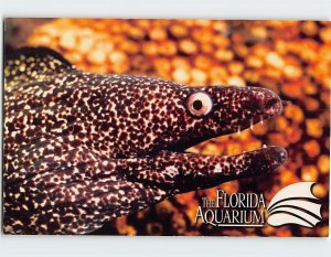 Postcard Spotted Moray, The Florida Aquarium, Tampa, Florida