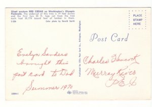 Lumberjack, Giant Western Cedar, Olympic Peninsula, Washington, 1970 Postcard