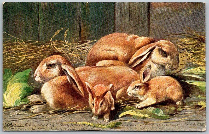 Rabbit Family 1907 German American Novelty Postcard Artist Signed