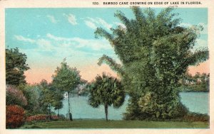 Vintage Postcard Bamboo Cane Growing On Edge Of Lake In Florida Asheville Post