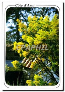 Postcard Modern French Riviera French Riviera Mimosas in bloom