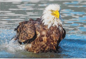 US Alaska - Mendenhall Glacier - Bald Eagle taking a bath in Steep Creek.