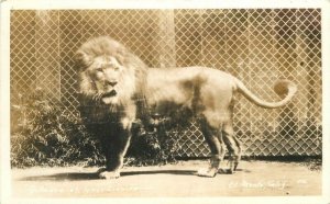 1940s California Gilmore Gay's Lion Farm RPPC Photo Postcard 22-11472