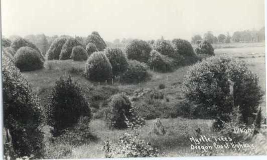 RPPC of Myrtle Trees Oregon Coast Highway Oregon OR