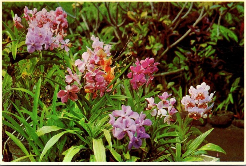 Hawaii Beautiful Orchids