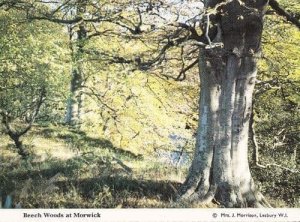 Beech Woods Morwick Northumberland Womens Institute Rare Postcard