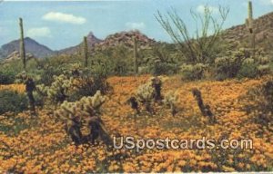 Gold Poppies - Pinnacle Peak, Arizona AZ  