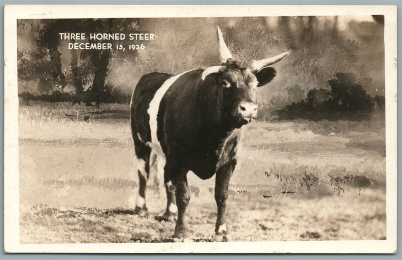 THREE HORNED STEER 1936 ANTIQUE REAL PHOTO POSTCARD RPPC