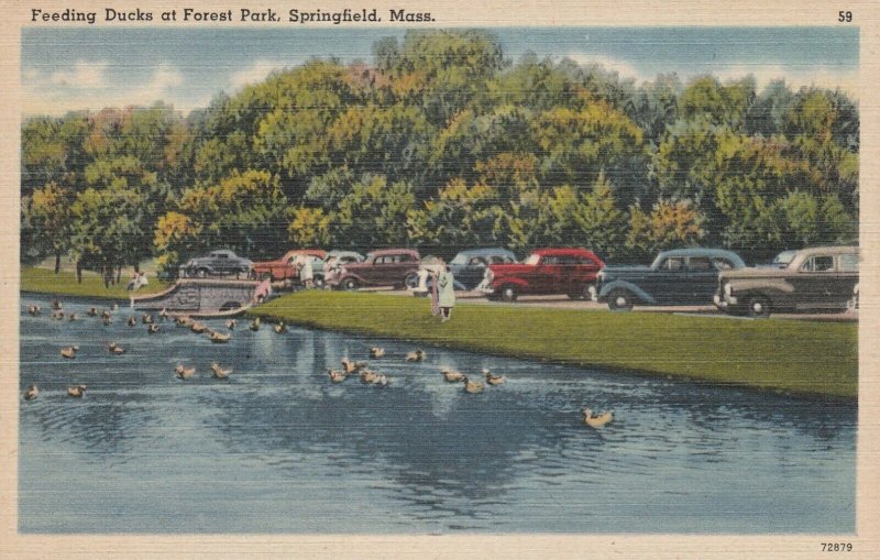 Springfield, Mass., Feeding The Ducks at Forest Park