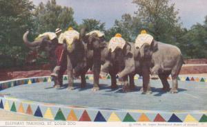 Missouri St Louis Zoo Elephant Training