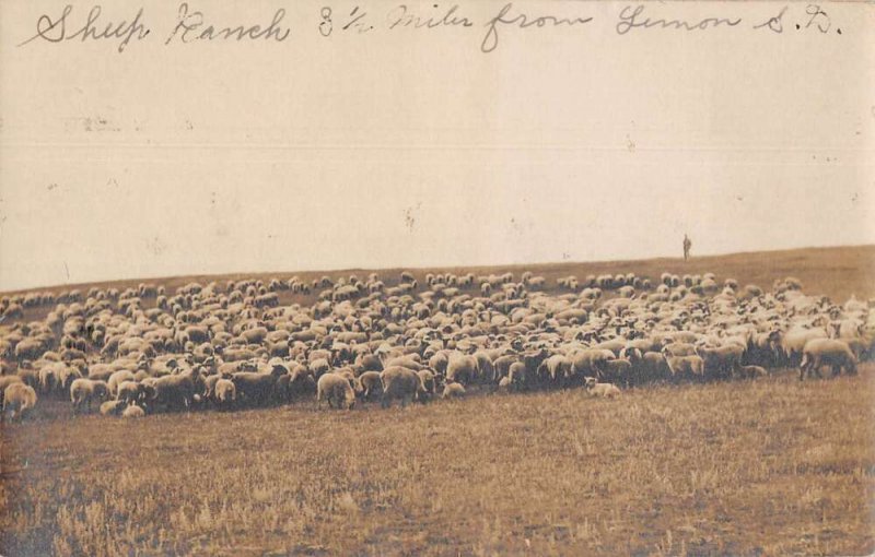 Lemmon South Dakota Sheep Ranch Real Photo Vintage Postcard AA41440