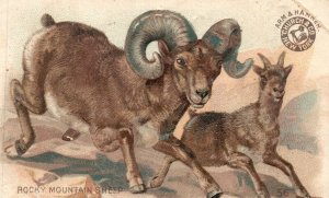 1880s-90s Rocky Mountain Sheep, Armor Hammer Advertising, Trade Card