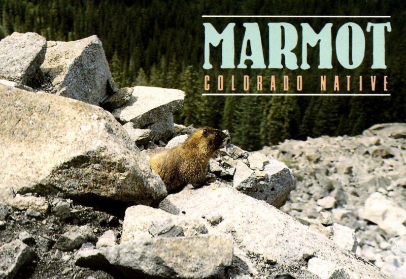 Marmot in Colorado