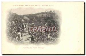 Old Postcard picking flowers & # 39oranger Parfurmerie Young Molinard in Grasse