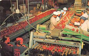 Packing Apples in Central Georgia Unused 