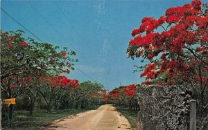 Row of Royal Poinciana's Key Largo Florida Keys , Florida