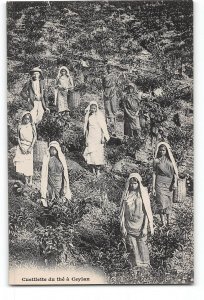 Sri Lanka Ceylon Postcard 1901-1907  Tea Pickers Posing in Field