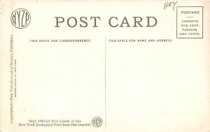 Chimpanzee, Baldy Monkey unused 