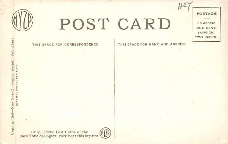 Chimpanzee, Baldy Monkey unused 