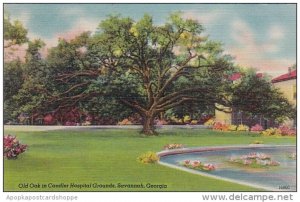 Georgia Savannah Old Oak In Candler Hospital Grounds