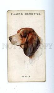 166931 BEAGLE by WARDLE John Player CIGARETTE card ADVERTISING