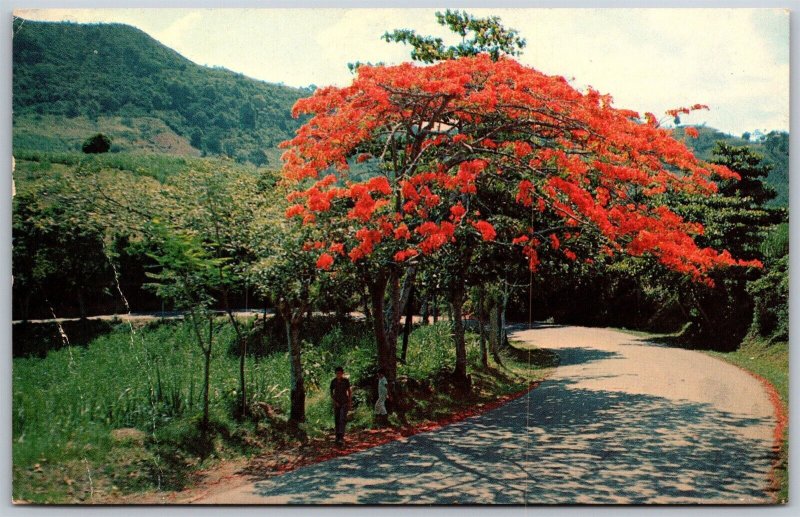 Vtg Puerto Rico Scenic Flame Tree Flamboyant Tropical Flowers 1960s Postcard