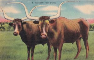 PPC: Texas Long Horn Steers (Linen), Mint (PC435)