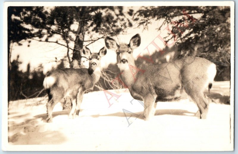 c1930s Canada Lovely Deer RPPC Cute Animal Byron Harmon Banff Real Photo A193