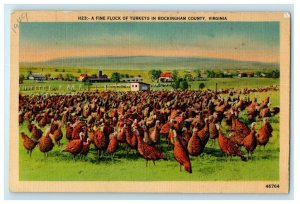 A Fine Flock Of Turkeys In Rockingham County Virginia VA Vintage Postcard