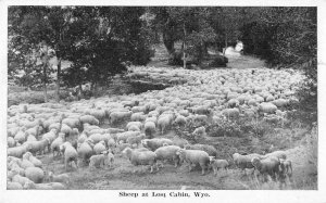 Lost Cabin Wyoming Sheep Scenic View Vintage Postcard AA48649