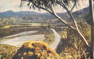 Honalei Valley Kauai Hawaii 1950s color postcard