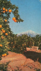 Postcard San Bernardino Foothills California